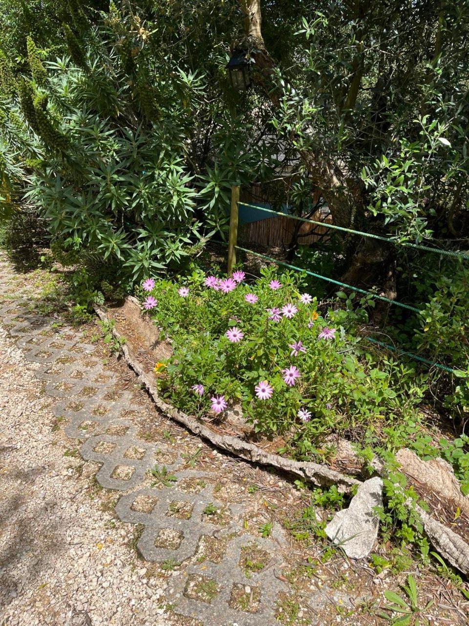 Quinta Laranja - Turismo Rural - Alvorninha ภายนอก รูปภาพ